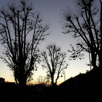 Pollarded trees at dawn in Redland, Bristol