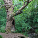 Old tree in Nightingale Valley, Bristol