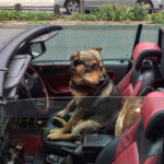 A canine driver pictured in Bristol