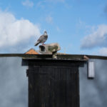 Pigeon and CCTV camera on watch in Bathurst Basin, Bristol