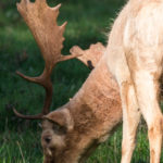 Fallow deer buck at Ashton Court Estate