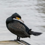 A Cormorant on a jetty in Bristol's Floating Harbour