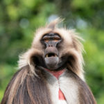 A Gelada monkey at Wild Place, Bristol